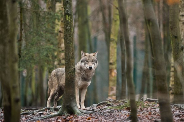 Wer einem Wolf begegnet, sollte nicht weglaufen und genügend Abstand halten. Wichtig ist, dass man dem Tier Raum für den Rückzug gibt. - © Klaus-Dietmar Gabbert/dpa-Zentralbild/dpa-tmn
