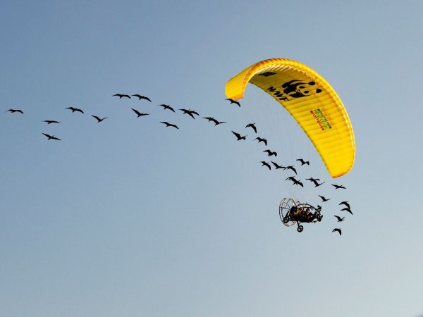 Teile der Strecke mussten die seltenen Vögel auch im Auto zurücklegen. - © Gunnar Hartmann/Waldrappteam Conservation and Research/dpa