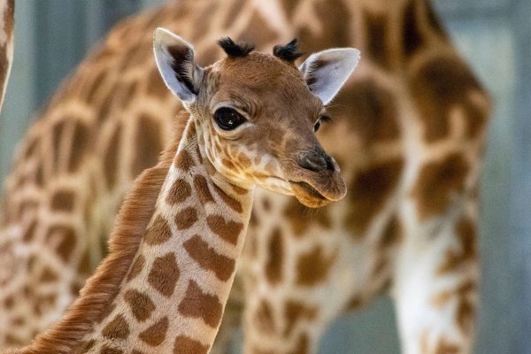 Eine Kordofan-Giraffe ist im Pariser Zoo geboren. - © M. Descombes/MNHN/dpa