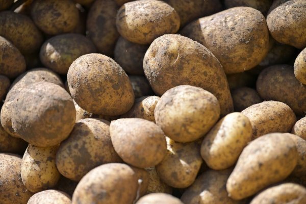 Bei Kartoffeln wird die größte Ernte seit 25 Jahren erwartet. (Archivbild) - © Malin Wunderlich/dpa