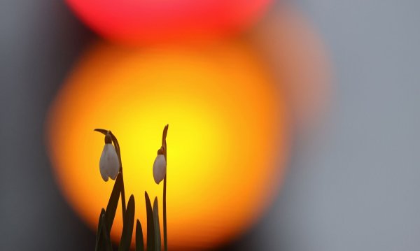 Der Frühling zeigt sich in der neuen Woche öfter. - © Thomas Warnack/dpa