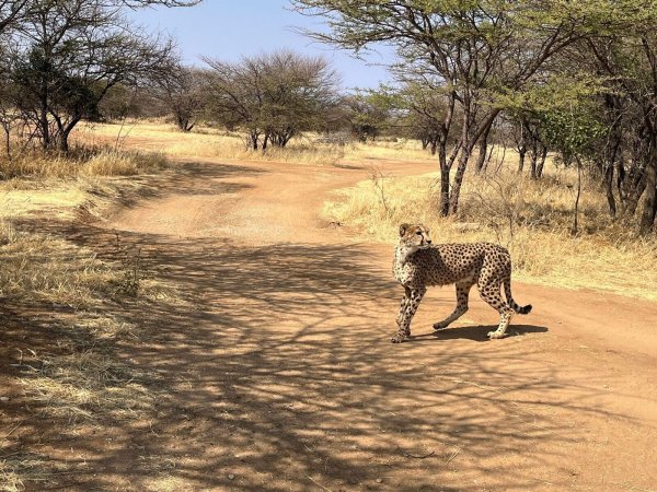 Bei diesem Geparden handelt es sich um einen Afrikanischen Geparden. Von seinen Verwandten, den Asiatischen Geparden, gibt es weltweit nur noch 17 Exemplare. (Symbolbild) - © Kristin Palitza/dpa
