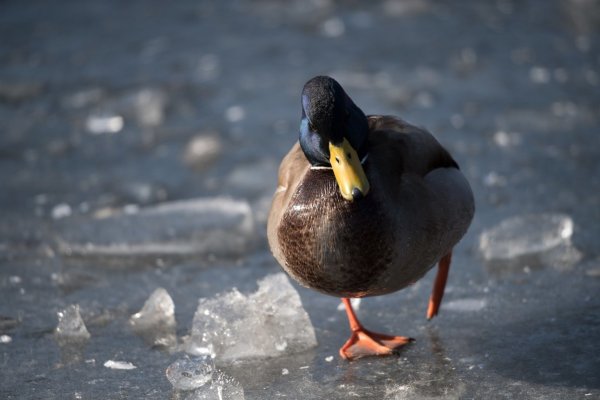 Ente auf dem Eis - © Foto: Ralf Hirschberger