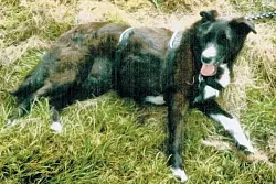 Stacy hatte laut Tier&auml;rztin eine extreme Psychose entwickelt. - &copy; Foto: privat