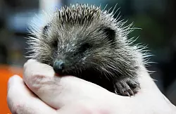 Noch nicht einmal 300 Gramm bringt dieser stachelige Geselle auf die Waage. Viel zu wenig f&uuml;r den Winterschlaf. Eigentlich m&uuml;sste dieser Jung-Igel jetzt mehr als das Doppelte wiegen, wei&szlig; Ralf Biermann, der selbst nicht abgelichtet werden m&ouml;chte. - &copy; FOTO: NICOLE BLIESENER