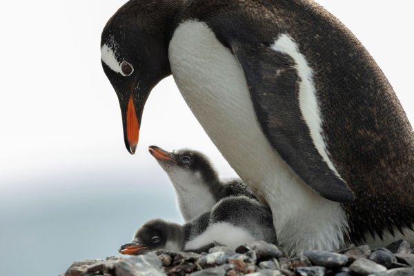 In der Antarktis leben Pinguin-Kolonien. - © John Weller/dpa