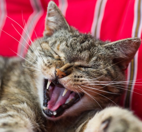Schauen Sie Ihrer Katze öfter mal ins Maul: Sind alle Zähne intakt, ist nichts gerötet und riecht es nicht auffällig? Sonst könnte ein Gang zum Tierarzt nötig sein. - © picture alliance / dpa