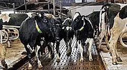 - © SYMBOLFOTO: DPA