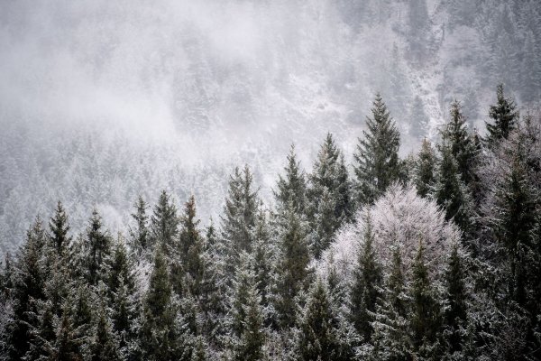 Viele Menschen wollen einen Weihnachtsbaum im Wald selbst schlagen. (Illustration) - © Matthias Balk/dpa