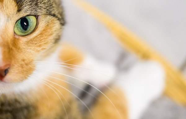 Katzenbesitzer sollen der Wissenschaft helfen: Mit Handyvideos ihrer Lieblinge. (Symbolbild) - © Julian Stratenschulte/dpa