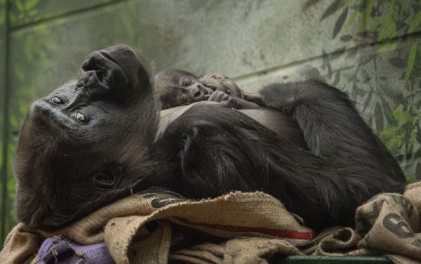 Die Westliche Flachlandgorilla-Dame Mjukuu kuschelt mit ihrem Baby. - © Zsl/PA Media/dpa