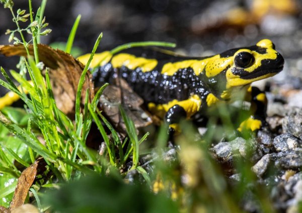 Feuersalamander - © Foto: Boris Roessler/dpa