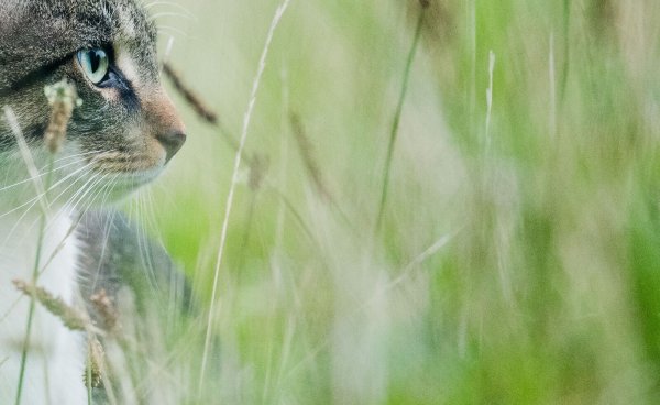 Ein vermisster Kater ist nach intensiver Suche zurück bei seinem Besitzer in Köln (Symbolbild) - © Julian Stratenschulte/dpa