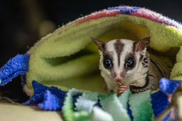 Tierschützer raten davon ab, Sugar Glider privat zu halten. - © Marc Jeworrek/Deutscher Tierschutzbund/dpa