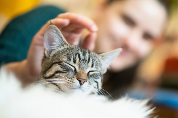 Kuscheln mit der Katze - © Foto: Franziska Gabbert
