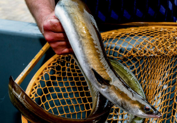 Angler mit Aal - © DPA