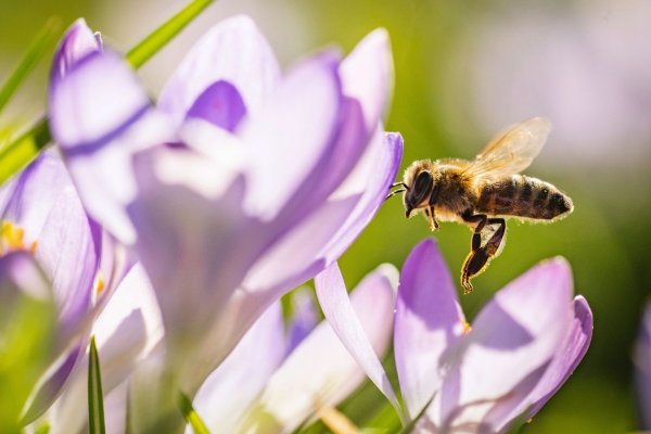 Summ, summ: Bereits im Februar blühen die ersten Krokusse und bieten den frühen Bienen eine Nahrungsquelle. - © Frank Rumpenhorst/dpa/dpa-tmn