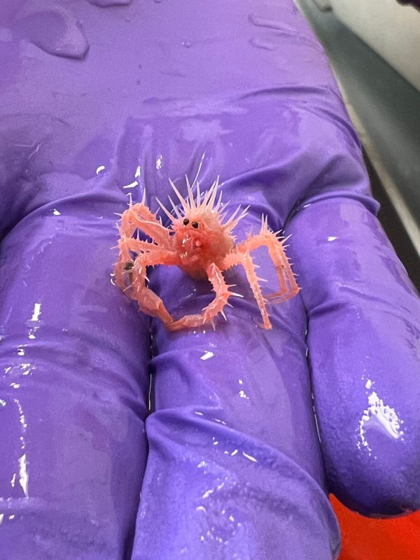 Die Baby-Königskrabbe wurde von einem Forschungsteam versehentlich im Golf von Mexiko eingefangen.(Handout) - © Sasha Francis/NOAA/dpa
