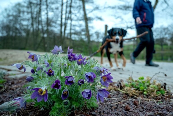 Vorsicht beim Gassigehen: Manche Frühblüher sind für Hunde giftig. - © Harald Tittel/dpa/dpa-tmn