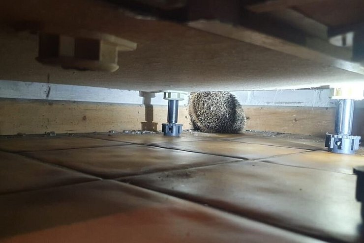 Als die Küchenblende abmontiert war, konnten die Einsatzkräfte das Tier sehen. - © Feuerwehr Lage