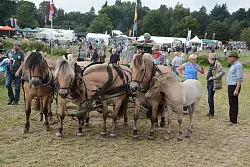 M&auml;chtige Tiere: Bei der &bdquo;PferdeStark" zeigen Kaltbl&uuml;ter, was sie k&ouml;nnen. - &copy; Tanja Watermann