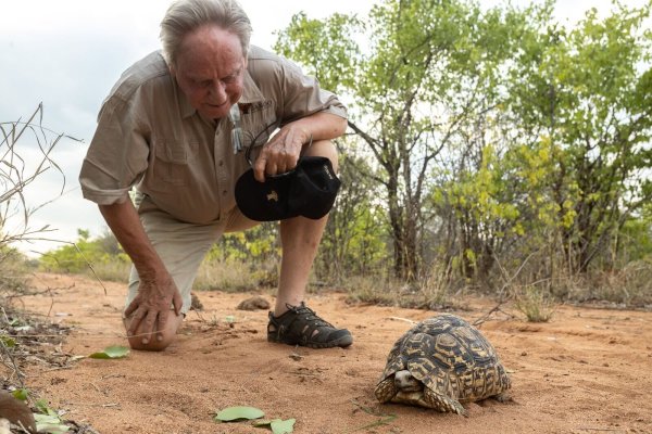Wilfried Pabst entdeckt bei einer Buschwanderung in seinem Naturschutzgebiet Sango im Südosten Simbabwes eine Pantherschildkröte, die bis zu 60 Jahre alt werden kann. - © Sango Wildlife/dpa