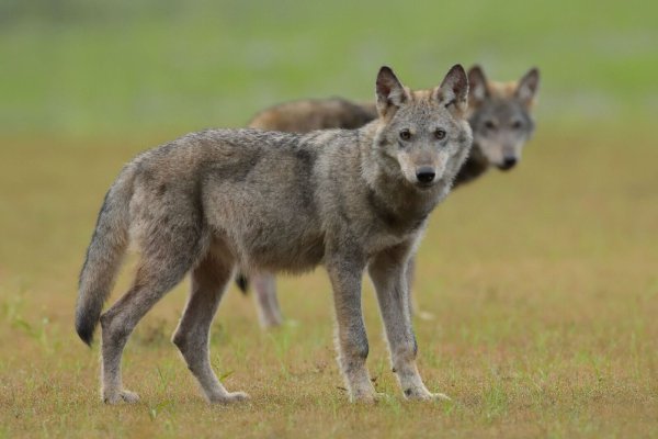 Zwei Wolfswelpen stehen auf einem Feld. - © Torsten Beuster/-/dpa/Symbolbild
