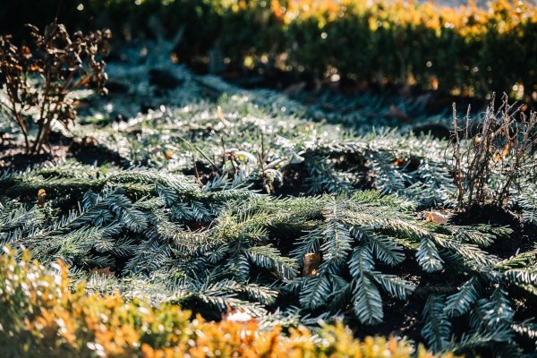 Empfindliche Pflanzen können im Winter mit Hilfe von Tannengrün vor Kälte und Wind geschützt werden. - © Zacharie Scheurer/dpa-tmn