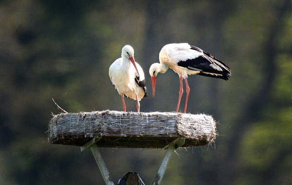 Moderne Rollenverteilung: Frau und Herr Storch wechseln sich beim Brüten ab. - © Andreas Frücht