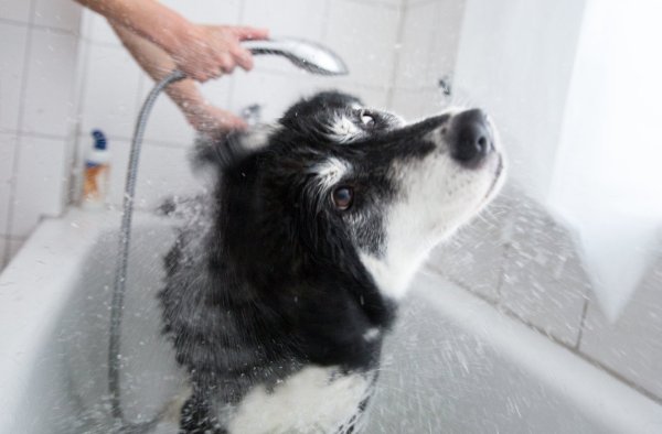 Hund in der Badewanne - © Foto: Florian Schuh/dpa-tmn