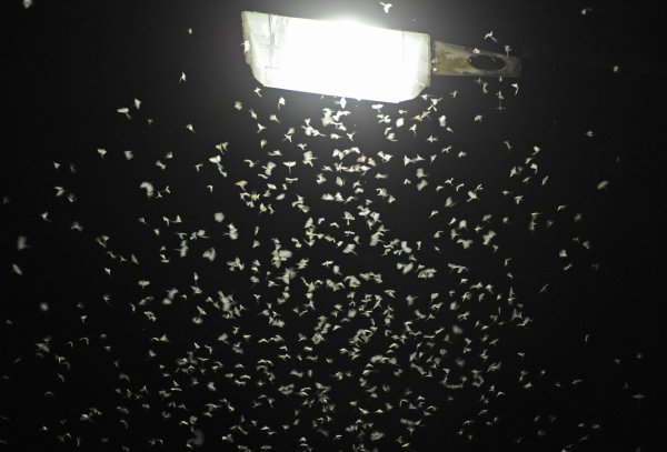 Das Licht von Straßenlaternen lockt Insekten an. (Archivbild) - © Armin Weigel/dpa
