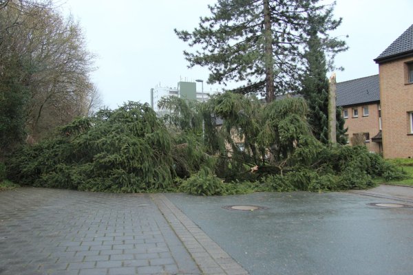 Eine große Tanne versperrte die Straße am Felix Fechenbach Berufskolleg. - © Carolin Brokmann
