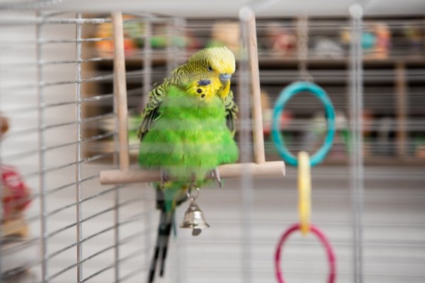 Ziervogel - © Foto: Christin Klose/dpa-tmn