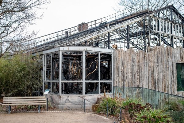 Nach dem Brand im Krefelder Zoo - © Foto: Marcel Kusch/dpa