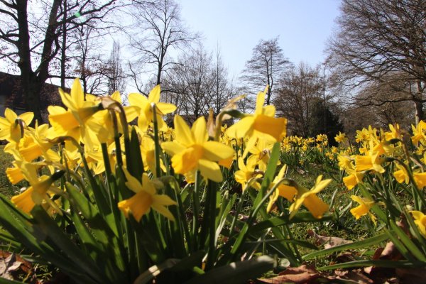 Narzissen und viele andere Frühlingsblumen zeigen schon ihre Blüten. - © Kirsten Fuhrmann