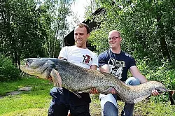 Christian Rose (r.) und sein Angelfreund Robert haben diesen riesigen Wels aus dem H&uuml;cker Moor gefischt. - &copy; Foto: Privat