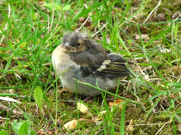 Wartet auf Futter: Scheinbar allein gelassene Jungvögel, wie dieser Buchfink, stehen oft durch Rufe mit ihren Eltern in Kontakt und werden weiterhin versorgt. - © Kreis Lippe
