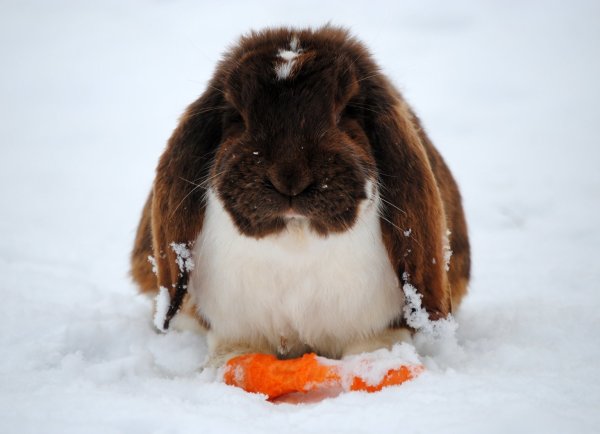 Kaninchen im Schnee - © Foto: Jennifer Jahns/dpa-tmn