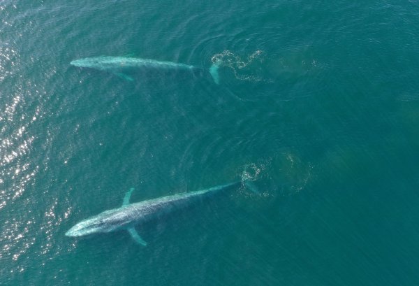 Blauwale - © Foto: Elliott Hazen/NOAA/dpa