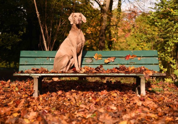Hund auf einer Parkbank - © Foto: Amelie Geiger/dpa
