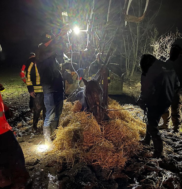 Trotz aller Bemühungen war das ältere Tier durch den Streß und die Kälte schon zu geschwächt. - © Freiwillige Feuerwehr Horn-Bad Meinberg