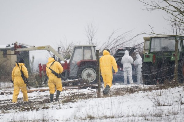 Nach dem Ausbruch der Maul- und Klauenseuche (MKS) in Brandenburg hat das nordrhein-westfälische Landwirtschaftsministerium Tierhalter im Westen zur Einhaltung strenger Hygiene-Maßnahmen aufgerufen. - © Sebastian Christoph Gollnow/dpa