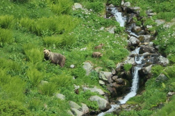 Eine Bärin geht mit ihrem Nachwuchs durch ein Tal in der Westtatra in der Slowakei. (Archivbild) - © Erik Äevëìk/tasr/dpa