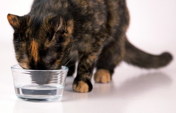 Wasser trinken - © Foto: Kai Remmers