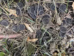 &Uuml;berall lagen nach dem Starkregen im Juni 2023 im Kreis G&uuml;tersloh Plastikpl&auml;ttchen am Ufer der Ems hinter der Kl&auml;ranlage. - &copy; Markus Voss
