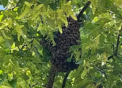 Dicht an dicht h&auml;ngen etwa 8000 Bienen im Baum. - &copy; Feuerwehr Detmold