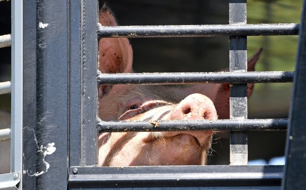 Schwein - © Foto: Hendrik Schmidt/dpa-Zentralbild/dpa