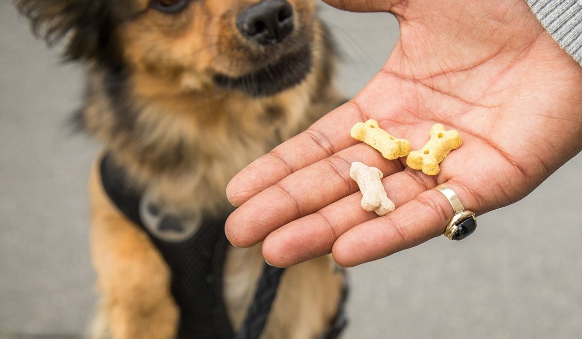 Ein Mann gibt seinem Hund Leckerlis - Christin Klose/dpa-tmn