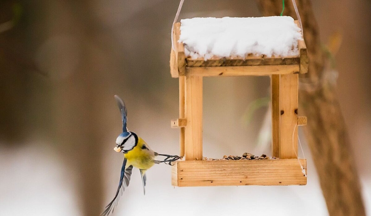 Blaumeise holt sich an einem Vogelh&auml;uschen Futter - Christoph Soeder/dpa/dpa-tmn