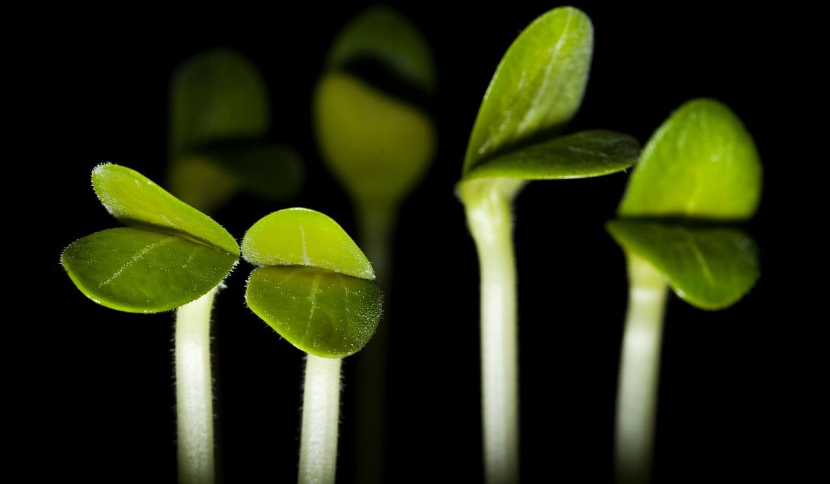 Zucchini-Keimlinge - Franziska Gabbert/dpa-tmn